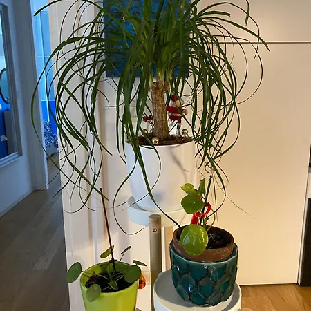 La Casa Del Giglio Apartman *